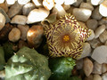 huernia kennedyana02