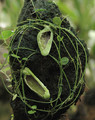 dischidia major 01