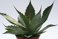 agave maximiliana chiroga 7835