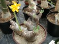 pachypodium densiflorum itremo 02