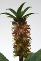 eucomis vandermerwei 2459