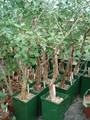 bursera schlechtendalii 06
