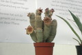 hoodia sp 04a