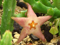 stapelia divaricata 1991