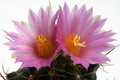 thelocactus buekii mk38 138 0252