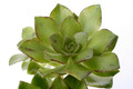 aeonium ciliatum 7208