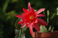 eh cecil cactus 5575 05