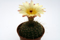 notocactus amiguettii 9762