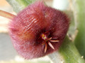 stapelia obducata cockscoms peak 0089