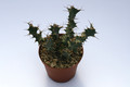 euphorbia persistens 7867