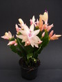 schlumbergera limelight dancer 1632