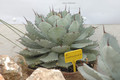 agave isthmensis