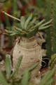 euphorbia stellata 1091