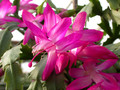 schlumbergera rosabell 02 1