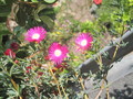 lampranthus magenta 1233