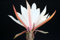eh maienfrische 428 4705