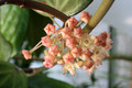hoya polystachya 9283