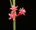 aporocactus brilliant