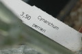 cynanchium perrieri 1071