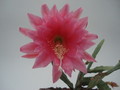 eh cora 5802 8198