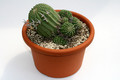euphorbia stellaspina gross  9516