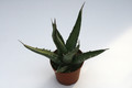 agave peacockii tehuacan 7664