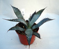 agave palmeri ruby az 4861