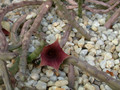 huernia leachii x keniensis02