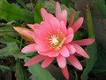 eh crenatus haagei 0114