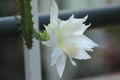 heliocereus speciosus amacamensis 10