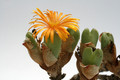 conophytum frutescens 0349