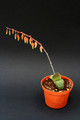 gasteria glomerata 2715