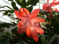 schlumbergera thor alice 07