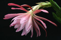 eh lovely lady 758 3196