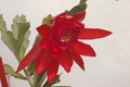 eh hypnotique 7020 01a