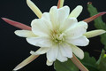 eh beautiful white 5301 3097