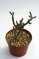 tylecodon bruchholzianum 6800