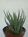 aloe humilis 09