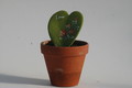 hoya kerryi love 1759