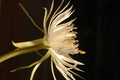 epiphyllum pumilum phasen 2313