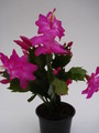 schlumbergera carneval brazil 1582