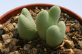conophytum cupreiflorum 2870