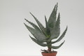 aloe ferox 8734