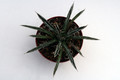 agave polianthiflora 0145