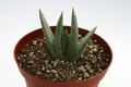 aloe peglerae 7683