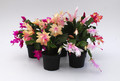 schlumbergera sorten 10003