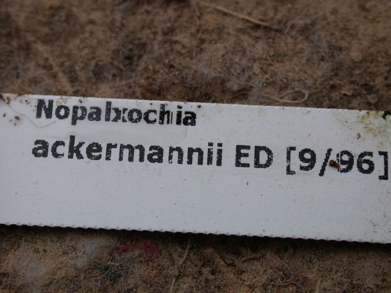 nopalxichia ackermannii ed9 96 5690