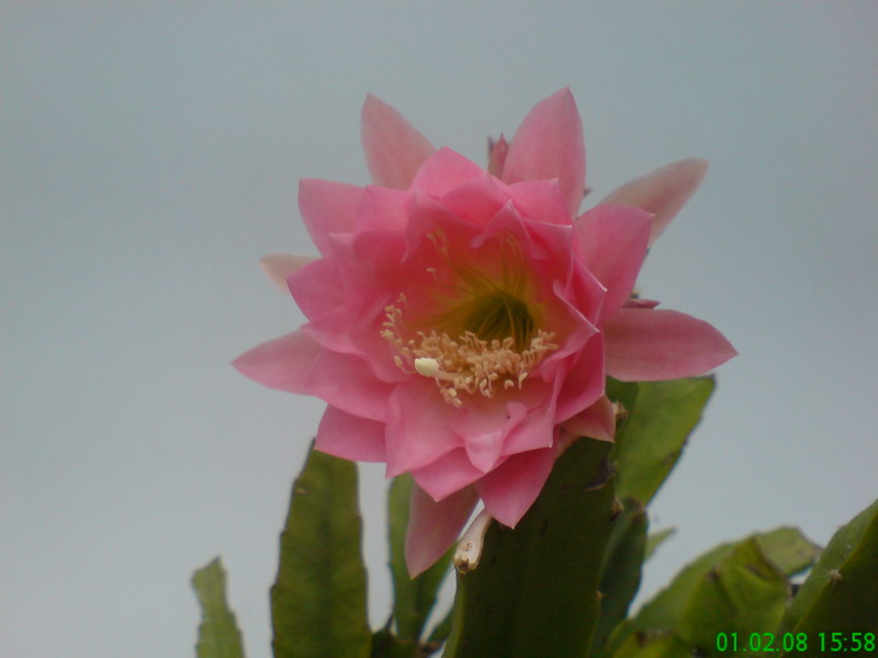 eh tk 0501 210