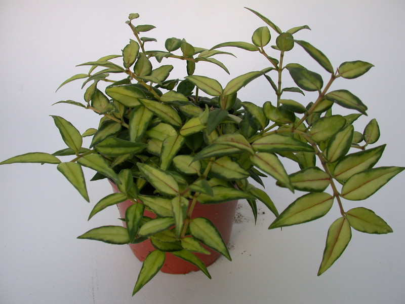 hoya bella louise buis 4016