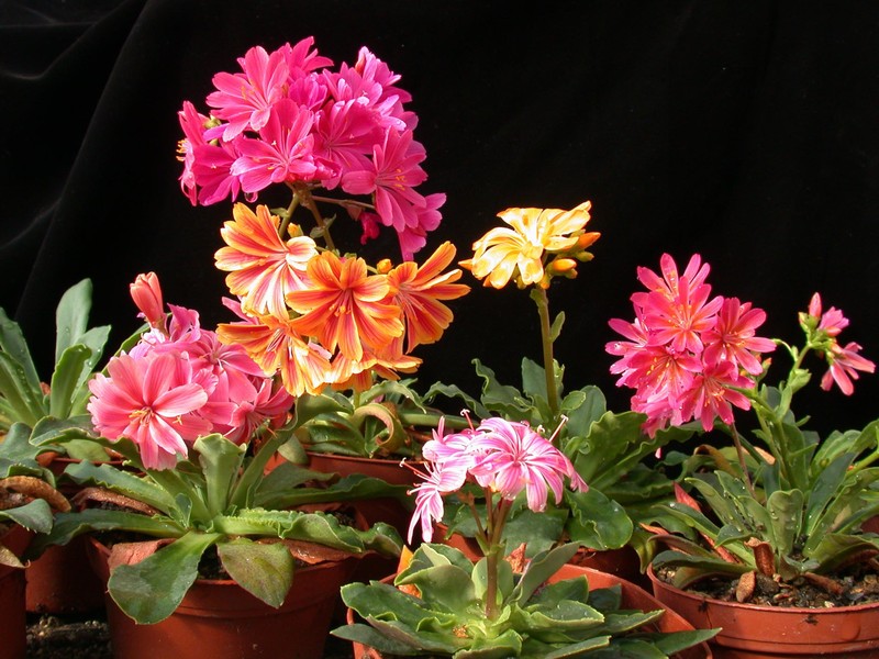 lewisia hyb01